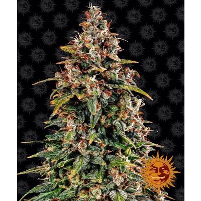 Watermelon Zkittlez Auto