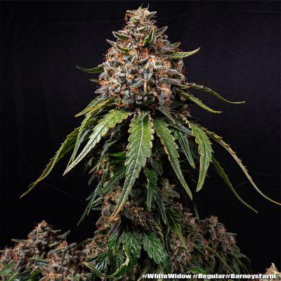 White Widow Regulär