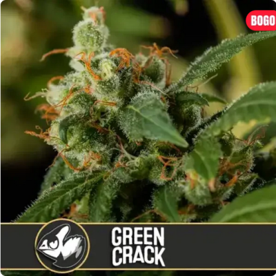Green Crack Feminisiert