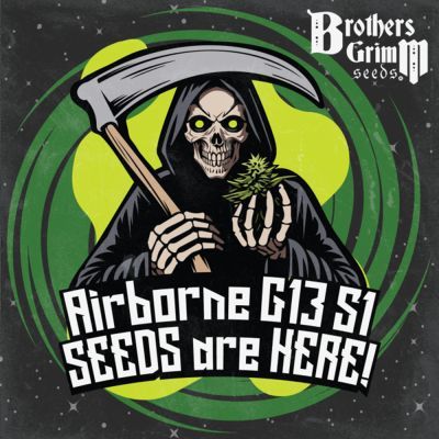 Airborne G13 S1 Feminisiert