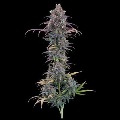 Cinderella Purple Feminisiert