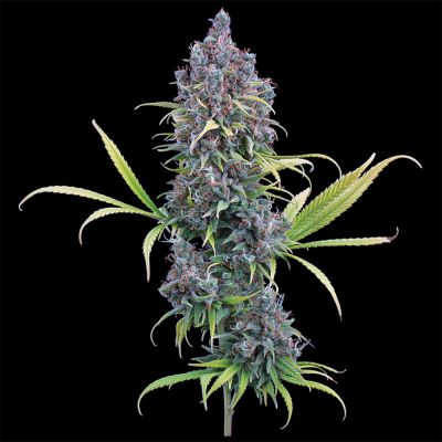 Durban Thai x C99 Feminisiert