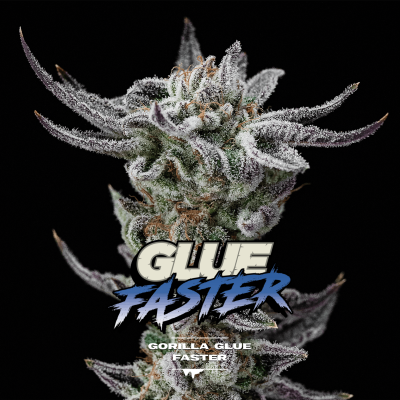 Gorilla Glue Fast Feminisiert