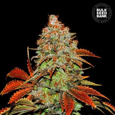 Bubblegum Extra Auto