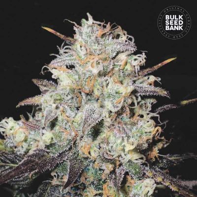 Cocopopo Auto
