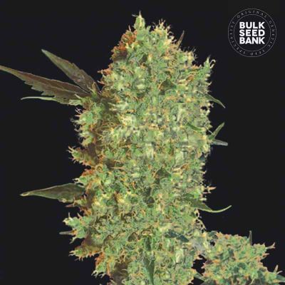 Marleys Bud Feminisiert