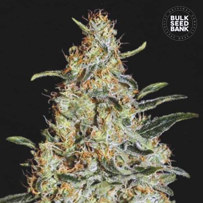 New’s Haze Feminisiert