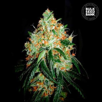 Original Orange Bud Feminisiert