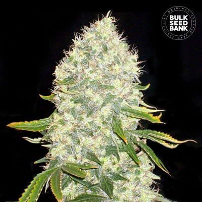 White Widow Feminisiert