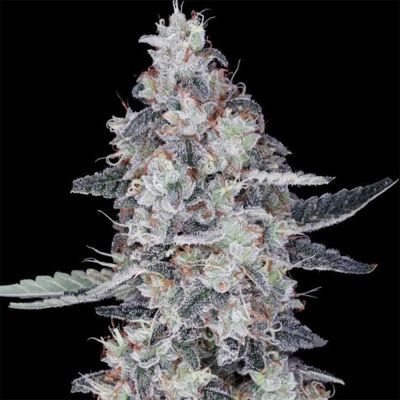 CheMACal Romance Auto