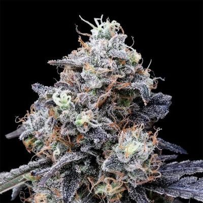 MacMelon Auto 