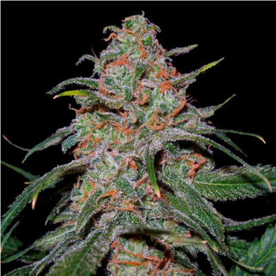 Lemon Skunk Feminisiert
