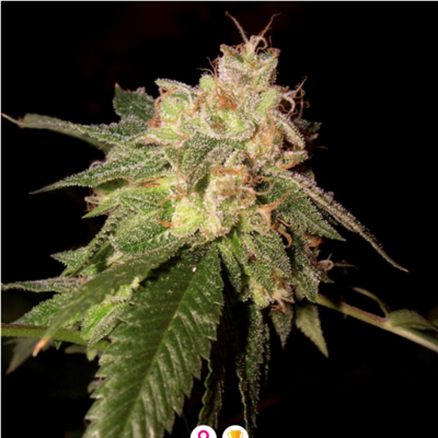 OG Kush Feminisiert
