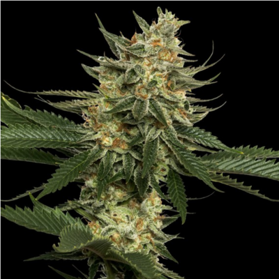 Tangie Regulär