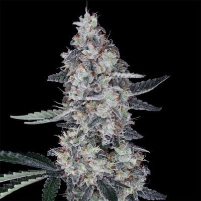 Watermelon Man Auto