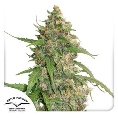 Auto CBD Compassion Lime