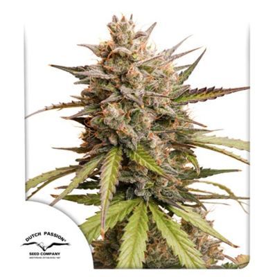 Melonade Runtz Auto
