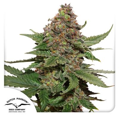 Strawberry Cough Feminisiert