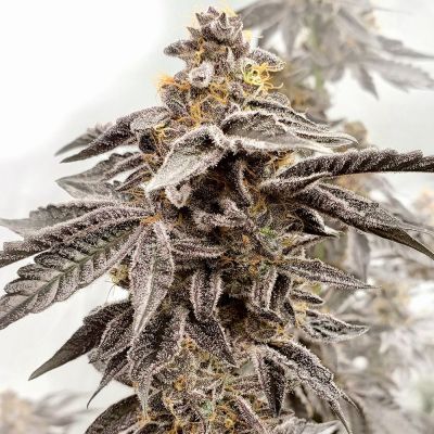 Sour Apple Kiss Feminisiert