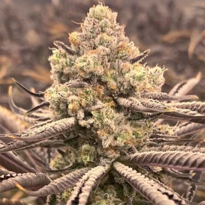 Sour Grape Punch Feminsiert