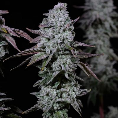 Banana Daddy IBL Auto