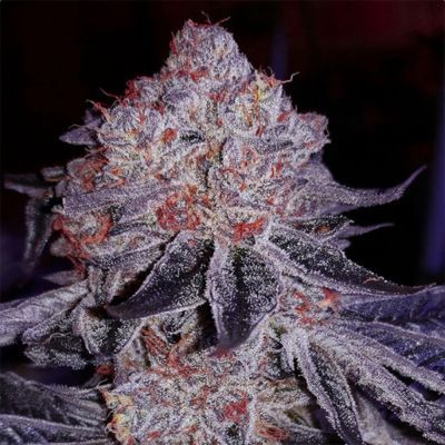 Cherry Gar-See-Ya R1 Feminisiert