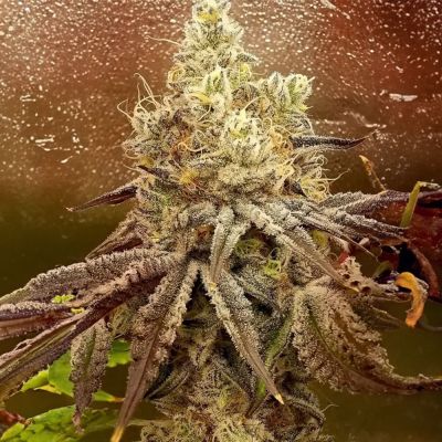 Ethos Cookies R2 Feminisiert