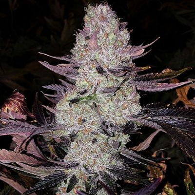 Grape Diamonds R2 Feminisiert