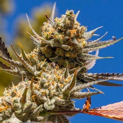 Lemon Berry Candy OG R2 Feminisiert