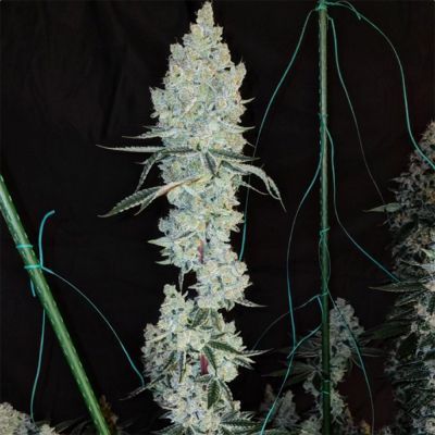 Lemon Cherry Pie R1 Feminisiert