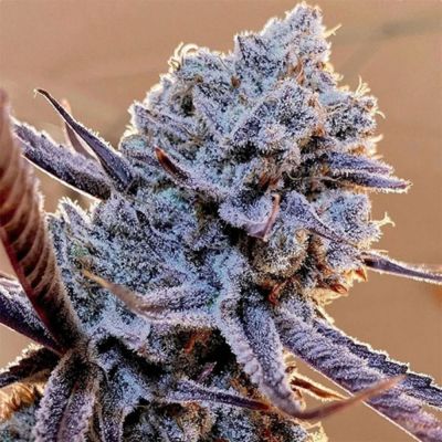 Lilac Diesel RBX2 Feminisiert