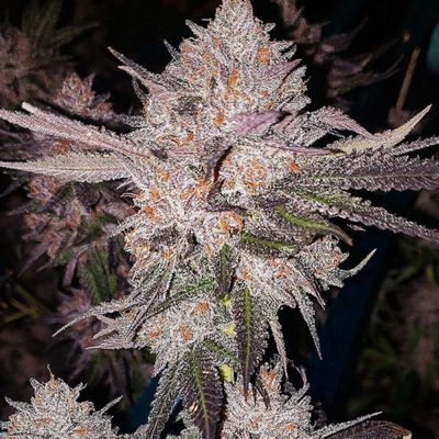 OG Kush Auto