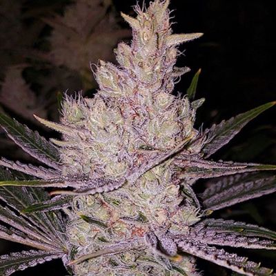 Orange Kush Cake R1 Feminisiert