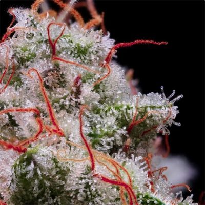 Peach Crescendo RF3 Auto