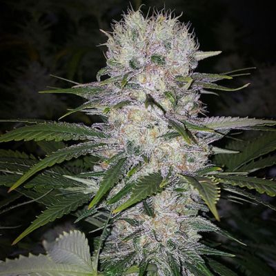 Skunk Hero RBX1 Feminisiert