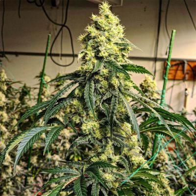 Sour G R1 Feminisiert