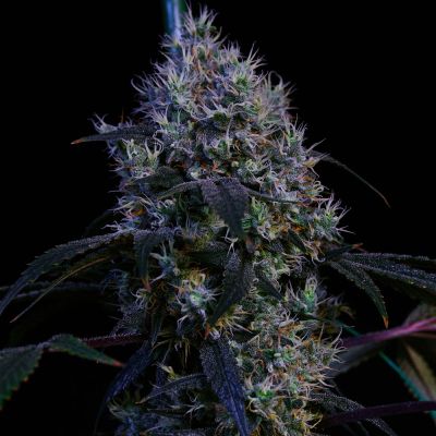 Super Lemon Haze RBX3 Feminisiert