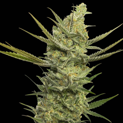 Gipsy Haze Feminisiert