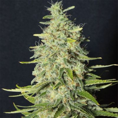 Monster CBD Feminisiert