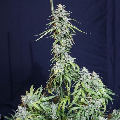 Super Watermelon Auto