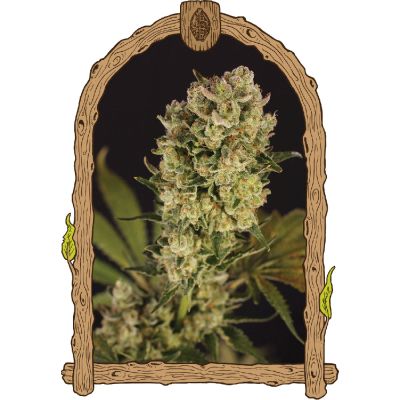 Candy Jungle Auto