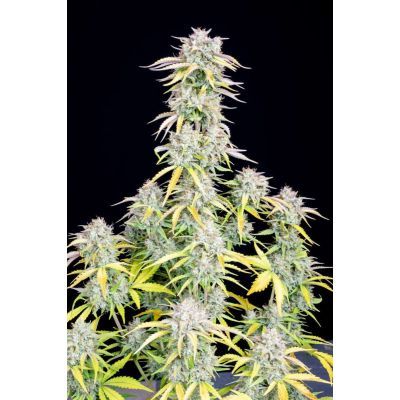Original Big Bud Auto