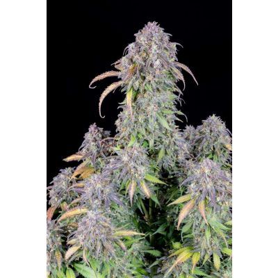 Original Blueberry Auto