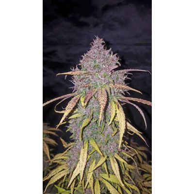 C4 Auto