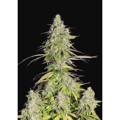Girl Scout Cookies Auto