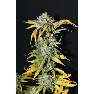 Grapefruit Auto