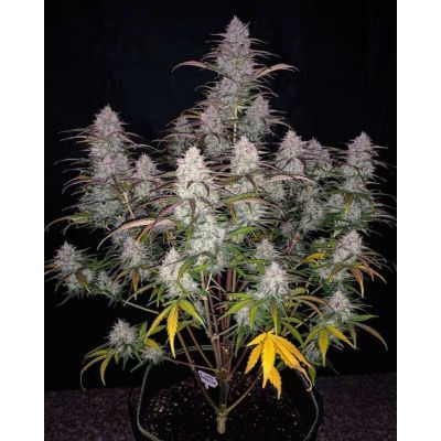 Green Crack Auto