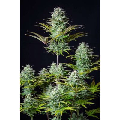 Kosher Cake Auto