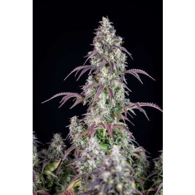 Lemon Pie Auto