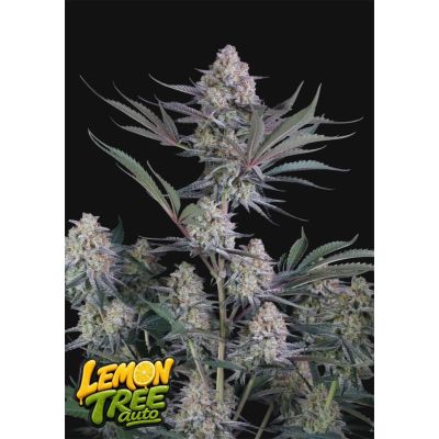 Pineapple OG Auto